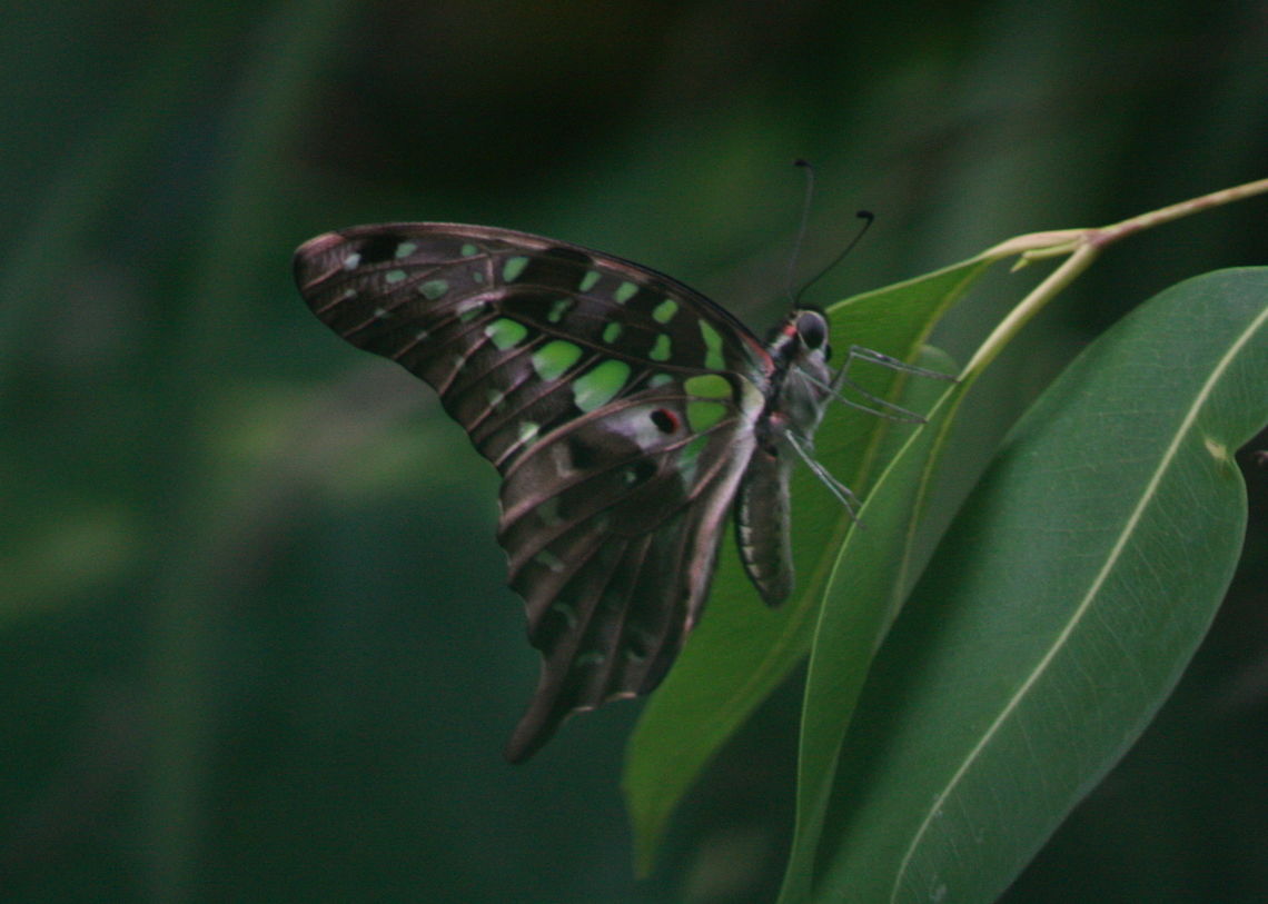 Green Jay, Ratmalana, Sri Lanka  Butterfly,Graphium agamemnon,Insects,Sri Lanka,Tailed Jay,animal,animals,butterflies,insect