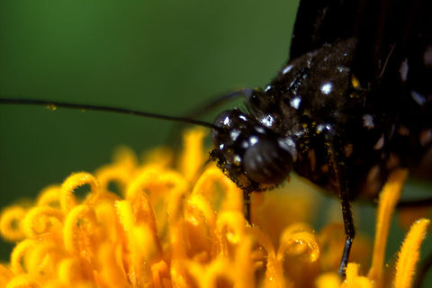 Common Crow, Ratmalana, Sri Lanka  Butterfly,Common Crow,Euploea core,Insects,Sri Lanka,animal,animals,butterflies,insect