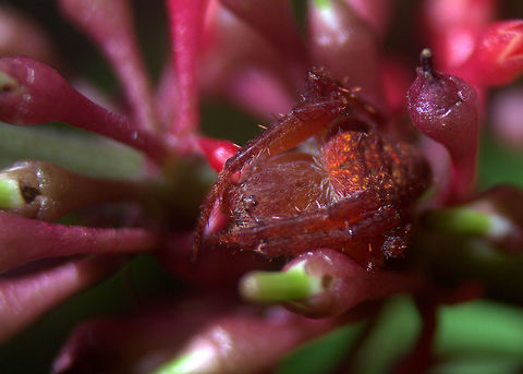 Unknown Red Spider, Ratmalana, Sri Lanka  Spider,Spiders,Sri Lanka,animal,animals