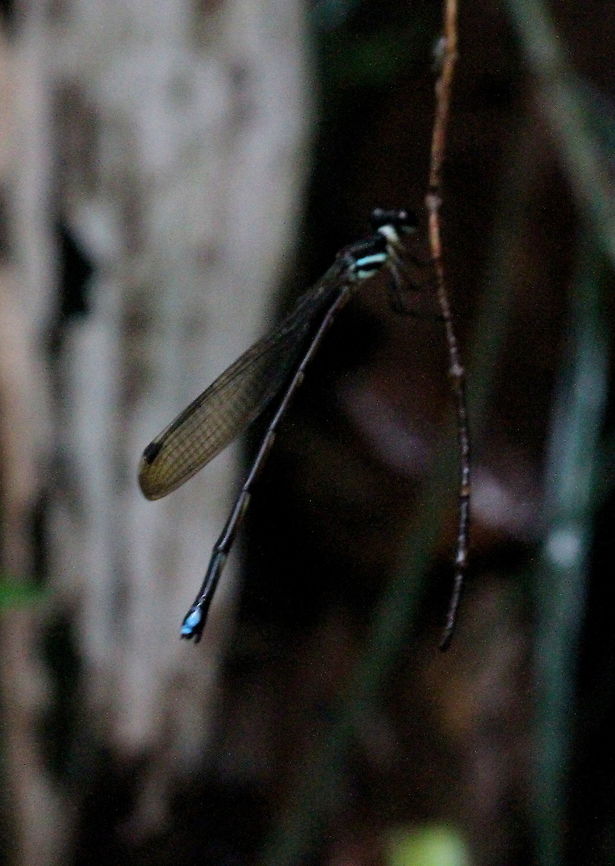 Dark Forestdamsel, Bodhinagala, Sri Lanka  Dark Forestdamsel,Dark forestwraith,Dragonfly,Insects,Platysticta apicalis,Sri Lanka,animal,animals,damselfly,insect