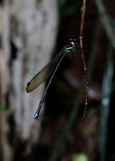 Dark Forestdamsel, Bodhinagala, Sri Lanka  Dark Forestdamsel,Dark forestwraith,Dragonfly,Insects,Platysticta apicalis,Sri Lanka,animal,animals,damselfly,insect