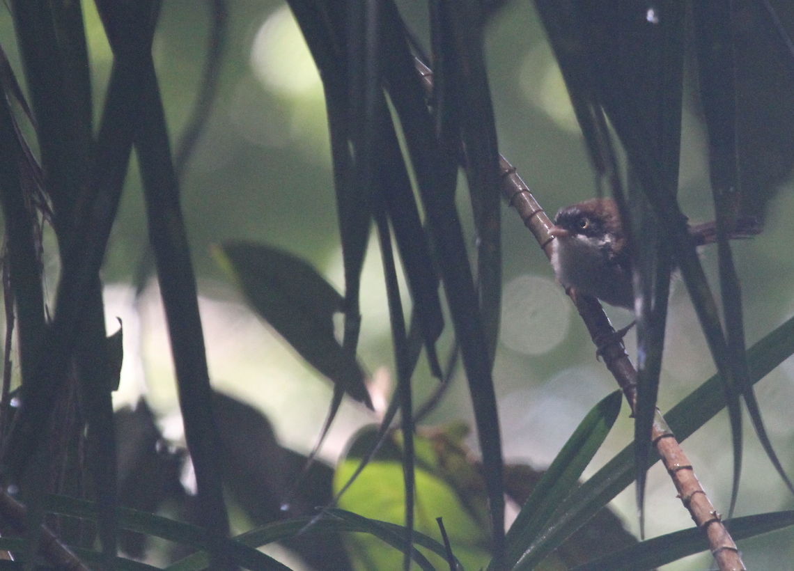Dark-fronted Babbler, Bodhinagala, Sri Lanka  Birds,Dark-fronted babbler,Rhopocichla atriceps,Sri Lanka,animal,animals,bird
