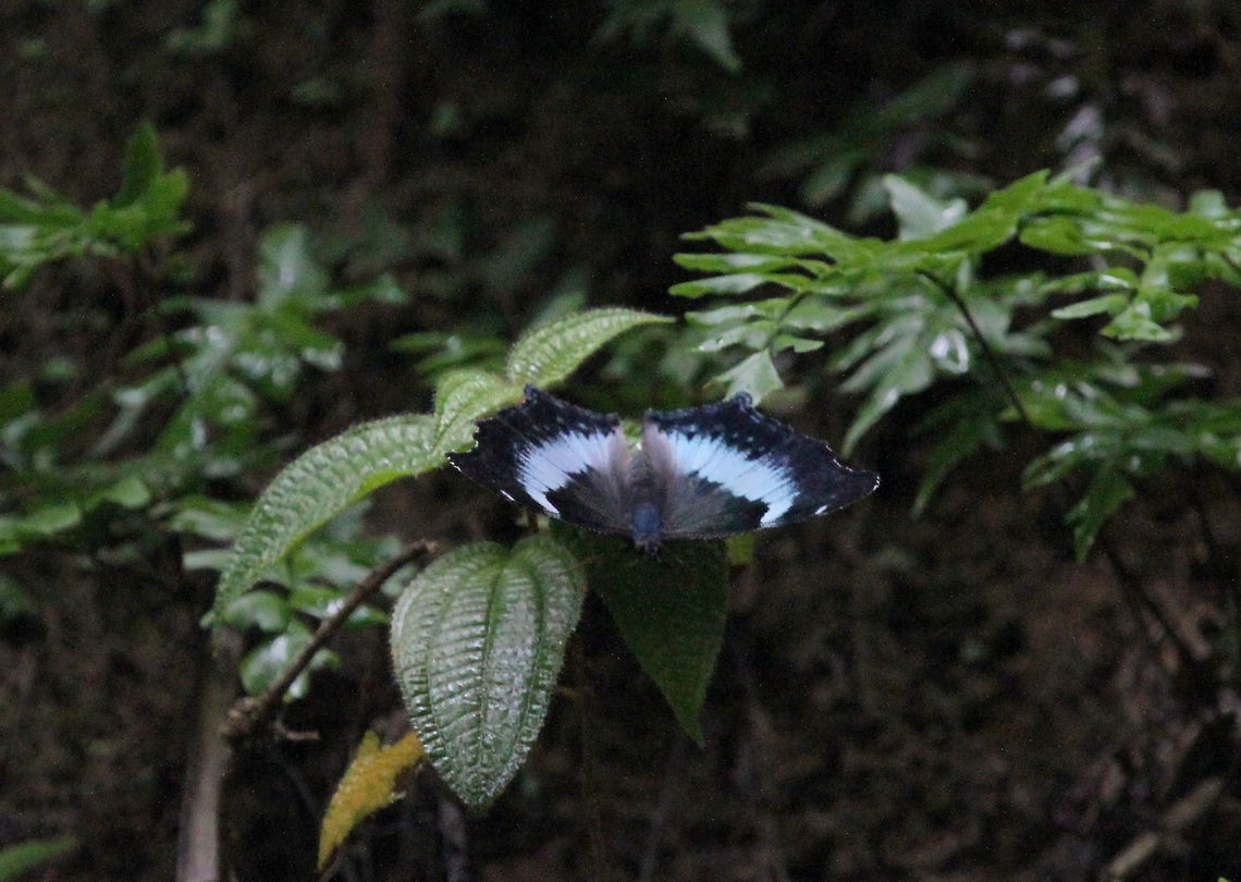 Blue Admiral, Bodhinagala, Sri Lanka  Blue admiral,Butterfly,Insects,Kaniska canace,Sri Lanka,animal,animals,butterflies,insect