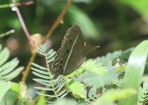 Common Bushbrown, Bodhinagala, Sri Lanka  Bicyclus lamani,Butterfly,Common Bushbrown,Dingy bushbrown,Insects,Mycalesis perseus,Sri Lanka,animal,animals,butterflies,insect