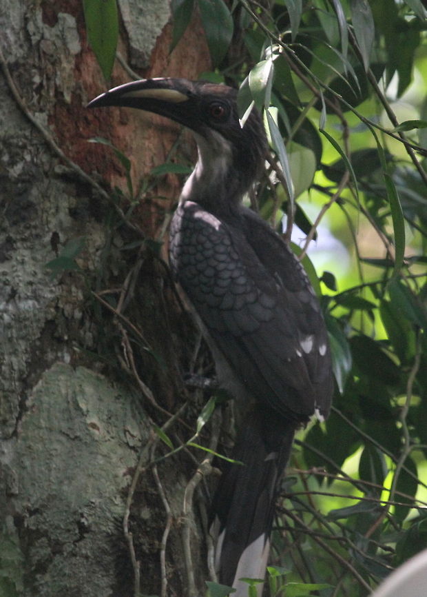 Sri Lanka Grey Hornbill, Bodhinagala, Sri Lanka  Birds,Ocyceros gingalensis,Sri Lanka,Sri Lanka grey hornbill,animal,animals,bird