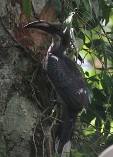 Sri Lanka Grey Hornbill, Bodhinagala, Sri Lanka  Birds,Ocyceros gingalensis,Sri Lanka,Sri Lanka grey hornbill,animal,animals,bird