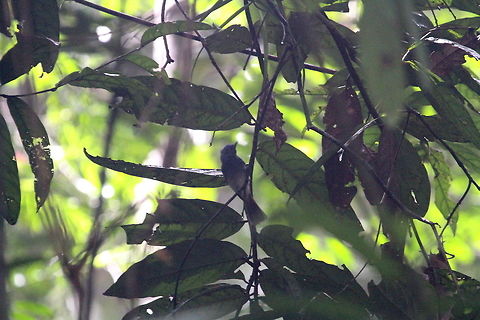 Black-naped Monarch, Bodhinagala, Sri Lanka  Birds,Black-naped monarch,Hypothymis azurea,Sri Lanka,animal,animals,bird