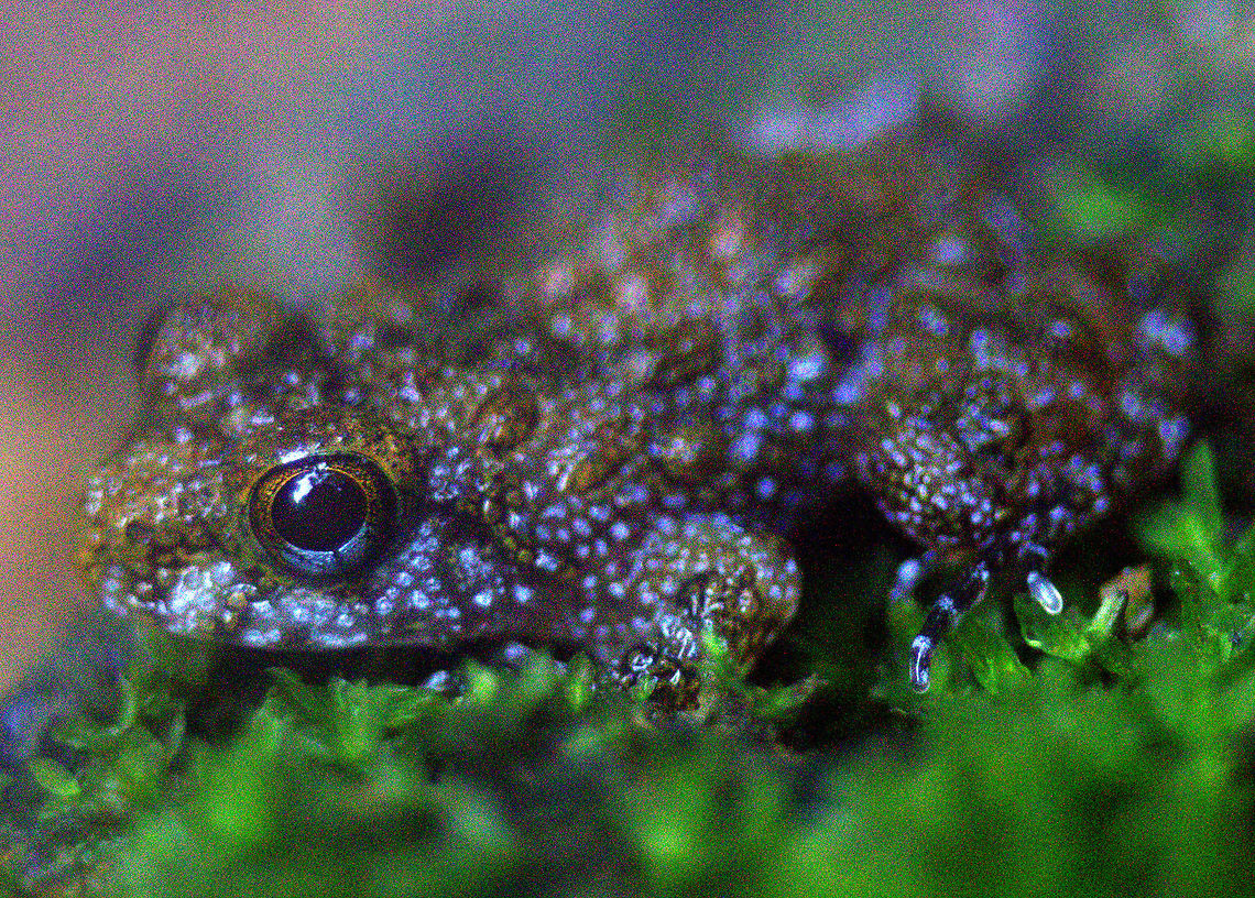 Nannophrys ceylonensis, Bodhinagala, Sri Lanka  Nannophrys ceylonensis,animal,animals,frog,frogs,reptile,reptiles,sri lanka