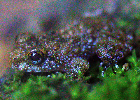 Sri Lanka rock frog