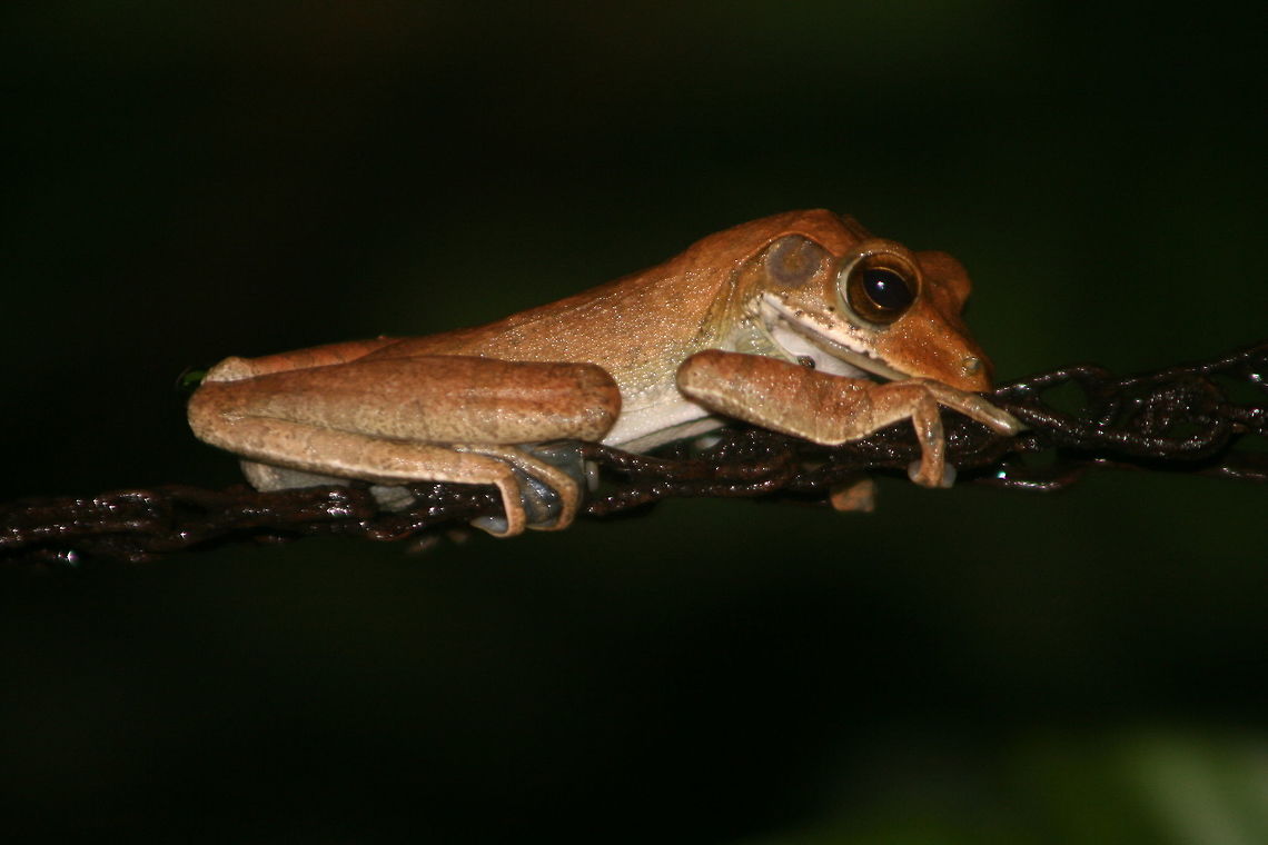 Polypedates cruciger, Ratmalana, Sri Lanka  Polypedates cruciger,animal,animals,frog,frogs,reptile,reptiles,sri lanka
