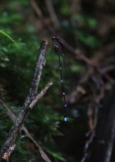 Drooping Shadowdamsel, Bodhinagala, Sri Lanka  Damselflies,Drepanosticta lankanensis,Drooping shadowdamsel,Insects,animal,animals,damselfly,insect