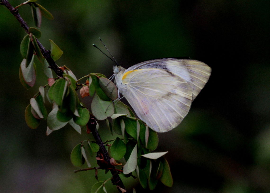 Striped Albatross, Navathankulam, Sri Lanka  Appias libythea,Sri Lanka,Striped albatross,animal,animals,butterflies,butterfly,insect,insects