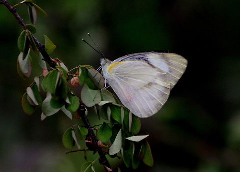 Striped Albatross, Navathankulam, Sri Lanka  Appias libythea,Sri Lanka,Striped albatross,animal,animals,butterflies,butterfly,insect,insects