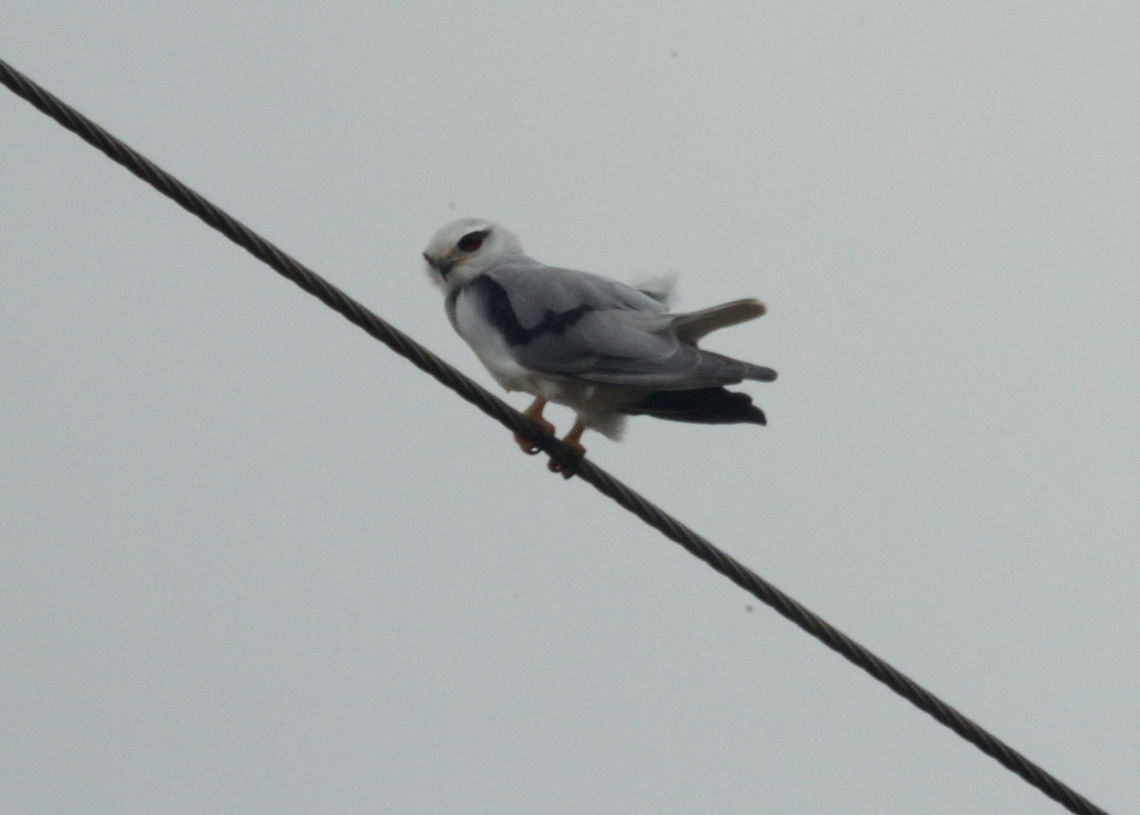 Black-shouldered Kite, Navathankulam, Sri Lanka  Black-shouldered Kite,Elanus axillaris,Sri Lanka,animal,animals,bird,birds