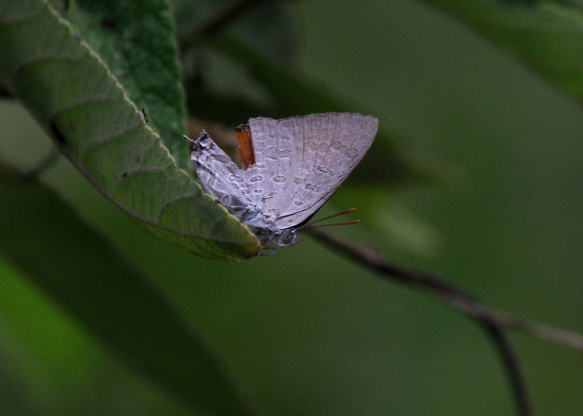 The Redspot, Navathankulam, Sri Lanka  Redspot,Sri Lanka,Zesius chrysomallusm animal,animals,butterflies,butterfly,insect,insects