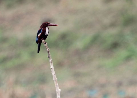 White-throated Kingfisher, Navathankulam, Sri Lanka  Halcyon smyrnensis,Kingfisher,White-throated kingfisher,animal,animals,bird,birds,sri lanka