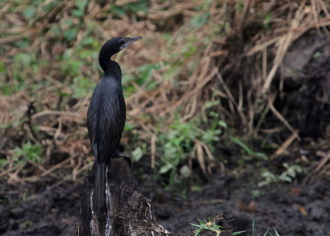 Indian Cormorant, Navathankulam, Sri Lanka  Indian Cormorant,Phalacrocorax fuscicollis,Sri Lanka,animal,animals,bird,birds