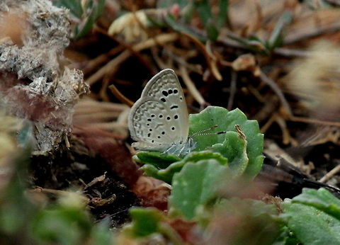 Dark Grass Blue, Navathankulam, Sri Lanka  Dark grass blue,Sri Lanka,Zizeeria karsandra,animal,animals,butterflies,butterfly,insect,insects