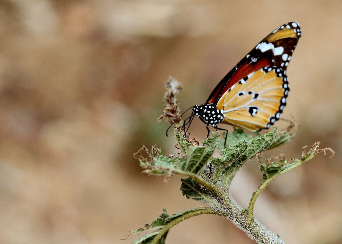 Plain Tiger, Navathankulam, Sri Lanka  African Monarch,Butterfly,Danaus chrysippus,Sri Lanka,animal,animals,butterflies,insect,insects