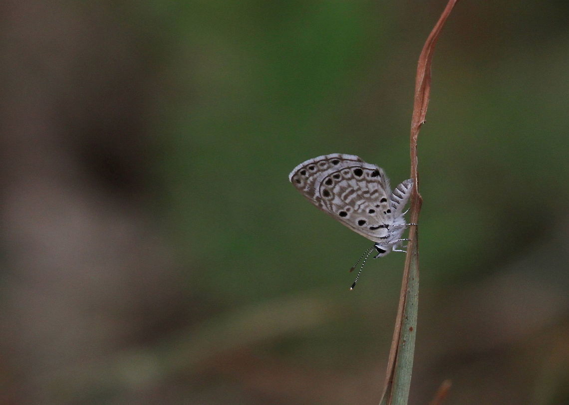African Babul Blue, Navathankulam, Sri Lanka  African babul blue,Azanus jesous,Sri Lanka,animal,animals,butterflies,butterfly,insect,insects