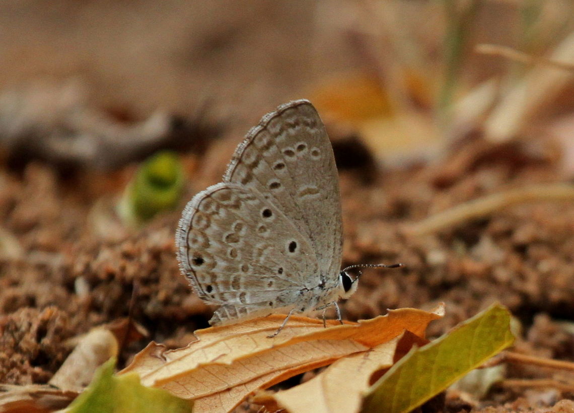 Lime Blue, Navathankulam, Sri Lanka This butterfly was taken at Navathalkulam, Sri Lanka. I have had trouble identifying it even after consulting lepidoptera literature. Butterfly,Chilades lajus,Lime blue,animal,animals,butterflies,sri lanka