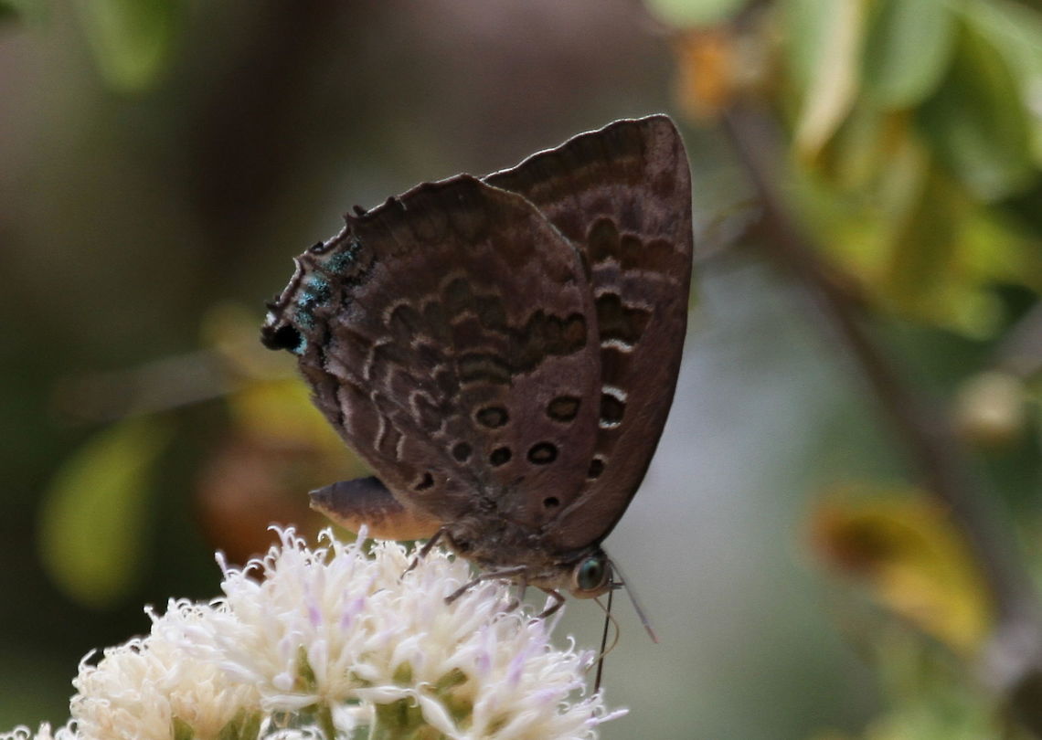 Large Oakblue, Navathankulam, Sri Lanka Arhopala sp. Arhopala amantes,Butterfly,Insects,Large oakblue,Sri Lanka,animal,animals,butterflies,insect