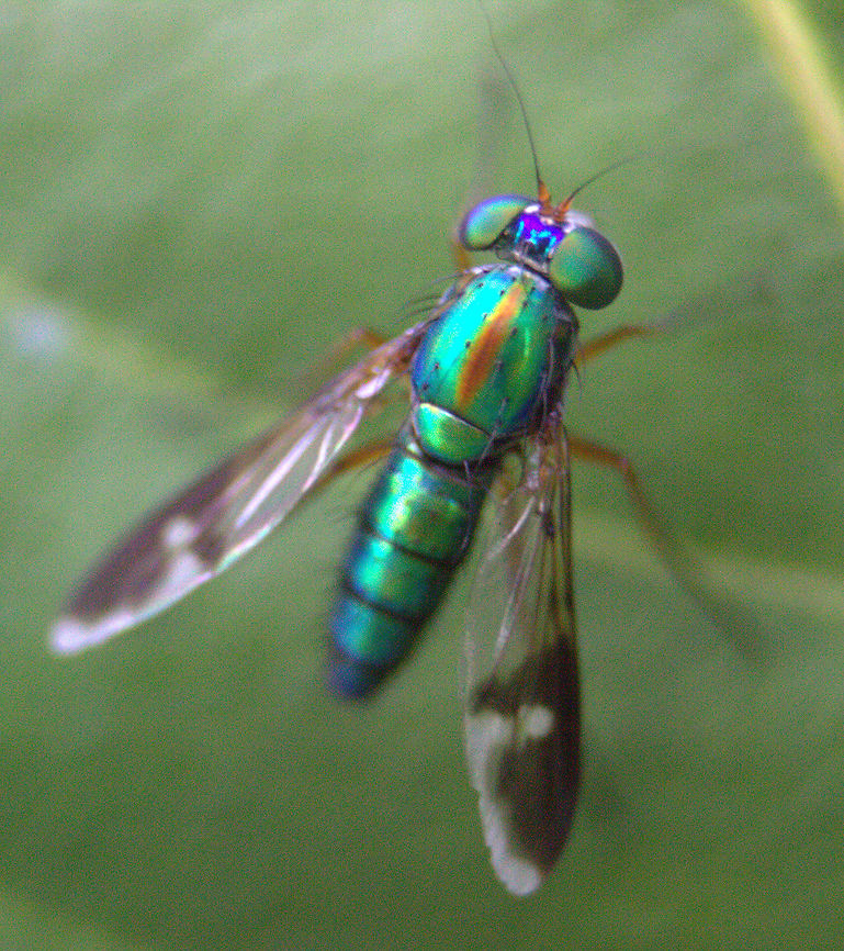 Condylostylus sp., Horana, Sri Lanka  Insects,animal,animals,insect