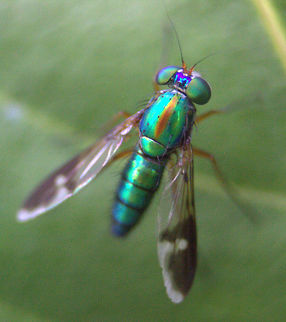 Condylostylus sp., Horana, Sri Lanka  Insects,animal,animals,insect