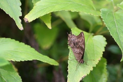 Tamil Tree Brown, Knuckles Mountain Range, Sri Lanka  Butterfly,Insects,Lethe drypetis,Sri Lanka,Tamil Treebrown,animal,animals,butterflies,insect