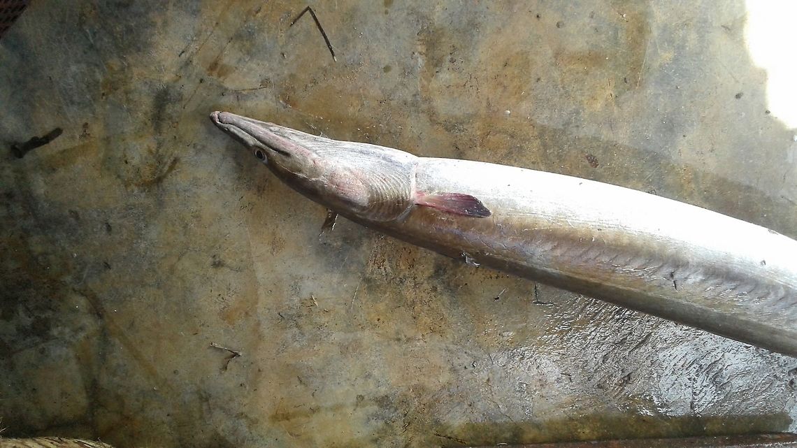 Unknown Fish/Eel, Wedithalathive, Mannar, Sri Lanka Wedithalathive is a coastal fishing village in Mannar, Sri Lanka. This animal was by-catch and I have not been able to identify it. It is long and eel like and has a tapered tail and several sharp teeth.  Sri Lanka,animal,animals