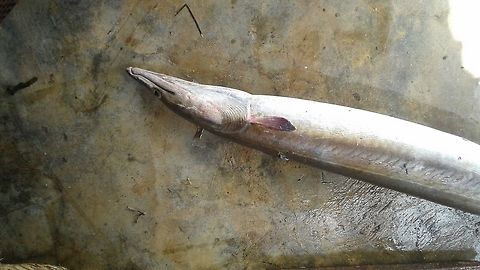 Unknown Fish/Eel, Wedithalathive, Mannar, Sri Lanka Wedithalathive is a coastal fishing village in Mannar, Sri Lanka. This animal was by-catch and I have not been able to identify it. It is long and eel like and has a tapered tail and several sharp teeth.  Sri Lanka,animal,animals