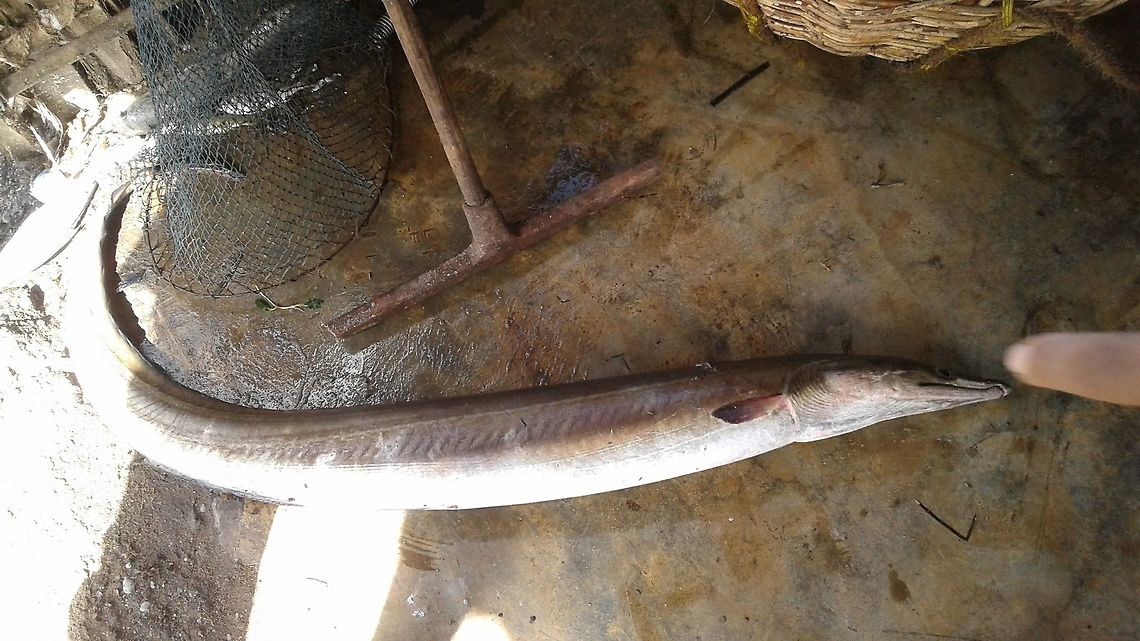 Unknown Fish/Eel, Wedithalathive, Mannar, Sri Lanka Wedithalathive is a coastal fishing village in Mannar, Sri Lanka. This animal was by-catch and I have not been able to identify it. It is long and eel like and has a tapered tail and several sharp teeth.  Sri Lanka,animal,animals