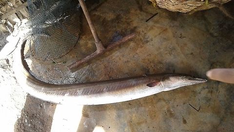 Unknown Fish/Eel, Wedithalathive, Mannar, Sri Lanka Wedithalathive is a coastal fishing village in Mannar, Sri Lanka. This animal was by-catch and I have not been able to identify it. It is long and eel like and has a tapered tail and several sharp teeth.  Sri Lanka,animal,animals