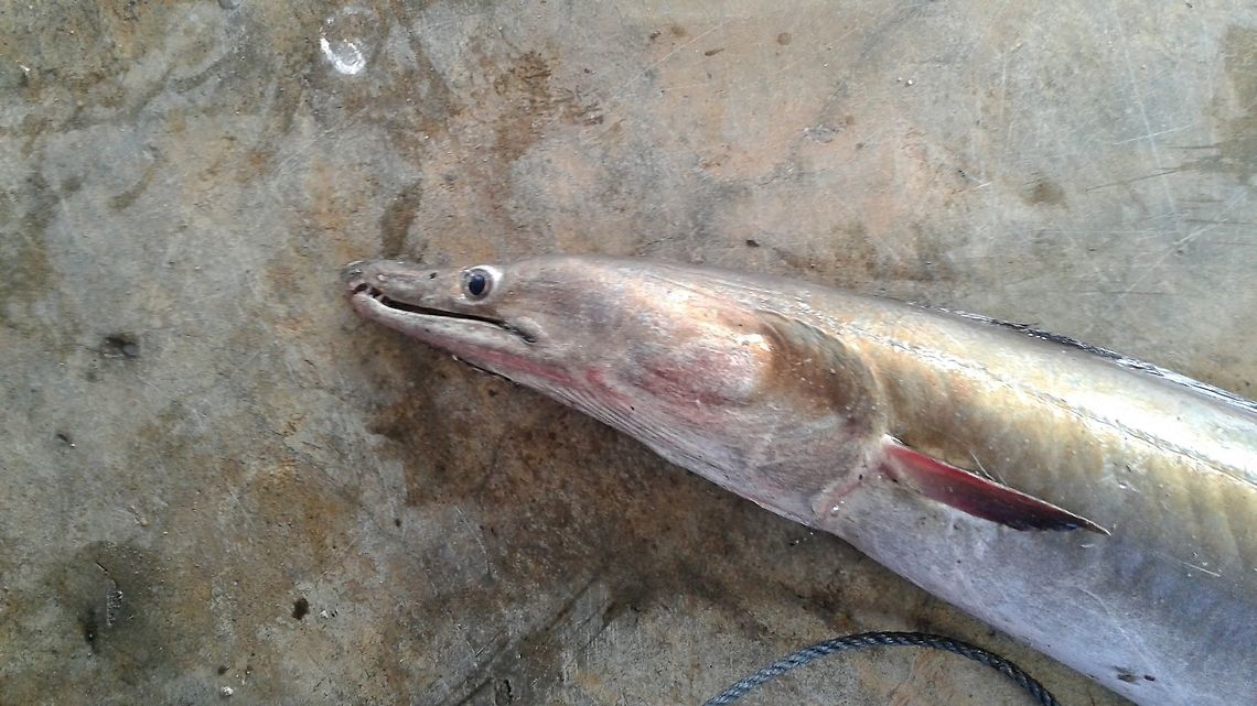 Unknown Fish/Eel, Wedithalathive, Mannar, Sri Lanka Wedithalathive is a coastal fishing village in Mannar, Sri Lanka. This animal was by-catch and I have not been able to identify it. It is long and eel like and has a tapered tail and several sharp teeth.  Sri Lanka,animal,animals
