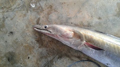 Unknown Fish/Eel, Wedithalathive, Mannar, Sri Lanka Wedithalathive is a coastal fishing village in Mannar, Sri Lanka. This animal was by-catch and I have not been able to identify it. It is long and eel like and has a tapered tail and several sharp teeth.  Sri Lanka,animal,animals
