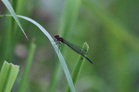 Red-striped Threadtail, Maskeliya, Sri Lanka  Elattoneura tenax,Sri Lanka,animal,animals,damselflies,damselfly,dragonflies,dragonfly,elattoneura tenax,insect,insects,red-striped threadtail