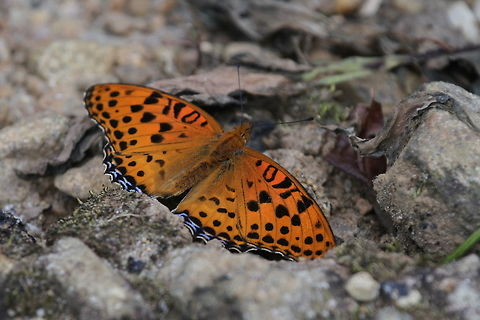 Indian Fritillary, Maskeliya, Sri Lanka  Argynnis hyperbius,Indian fritillary,Sri Lanka,animal,animals,butterflies,butterfly,insect,insects