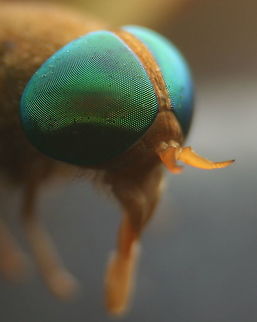 Tabanidae sp., Ratmalana, Sri Lanka  Horse Fly,animal,animals,flies,fly,insect,insects