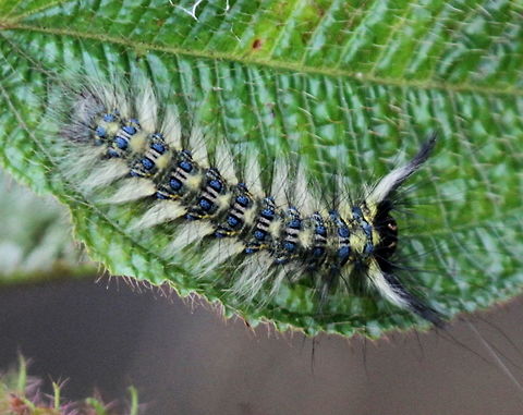 Unknown Caterpillar, Maskeliya, Sri Lanka  Caterpillar,Sri Lanka,animal,animals,caterpillars,insect,insects