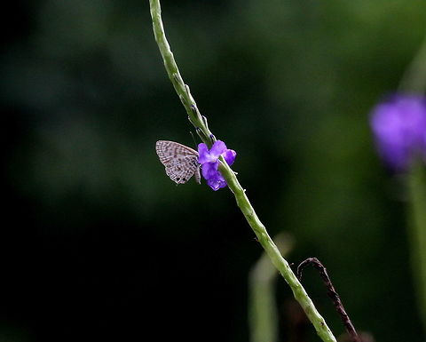 Zebra Blue, Ratmalana, Sri Lanka  Butterfly,Insects,Sri Lanka,Tarucus plinius,Zebra Blue,animal,animals,butterflies,insect