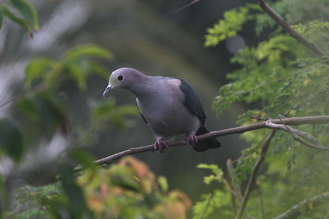 Green Imperial Pigeon, Ratmalana, Sri Lanka  Ducula aenea,Green imperial pigeon,Pigeons,Sri Lanka,animal,animals,bird,birds,pigeon