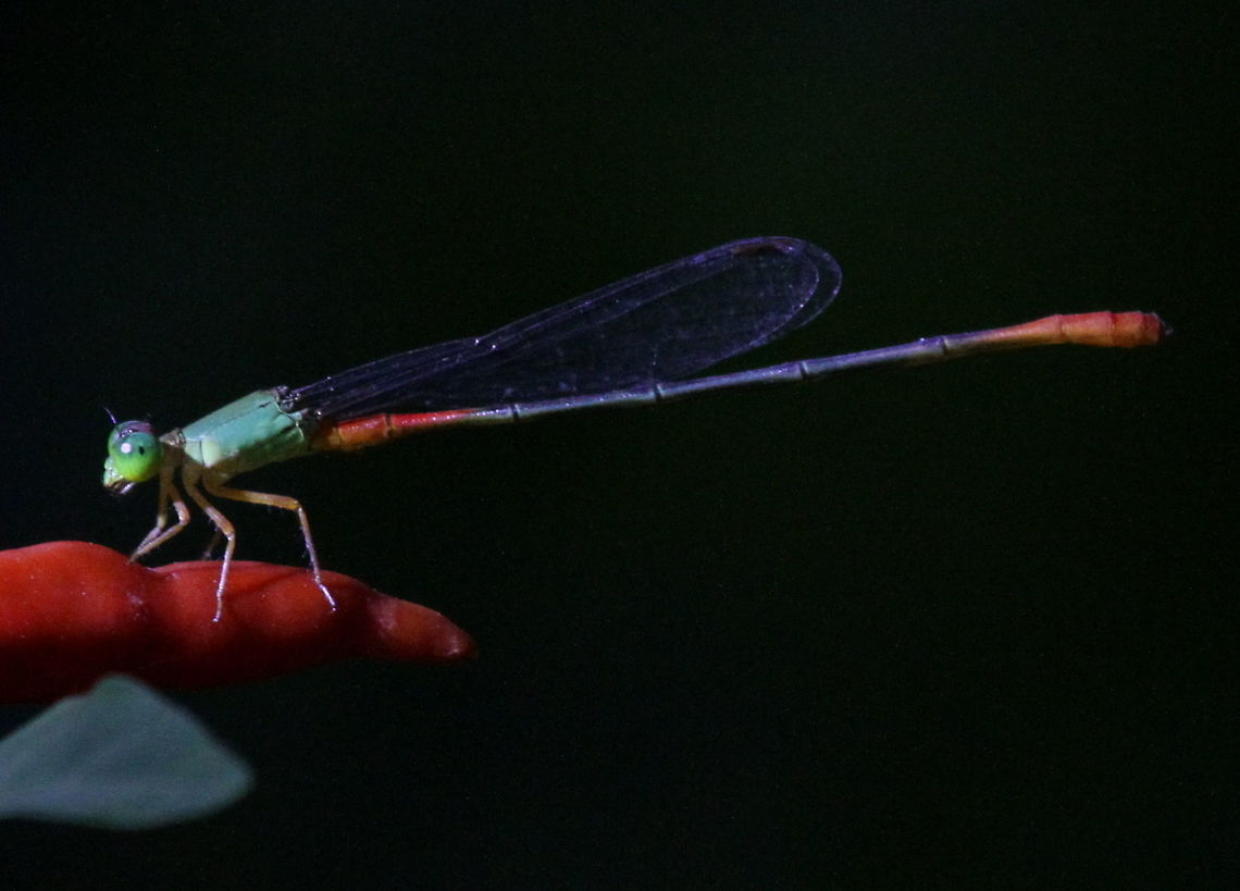 Painted Waxtail, Ratmalana, Sri Lanka  Bi-coloured damsel,Ceriagrion cerinorubellum,Insects,Sri Lanka,animal,animals,damselfly,insect,painted waxtail