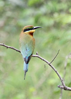Blue Tailed Bee Eater, Minneriya, Sri Lanka  Animalia,Bee-eater,Birds,Blue-tailed Bee-eater,Merops philippinus,animal,bird