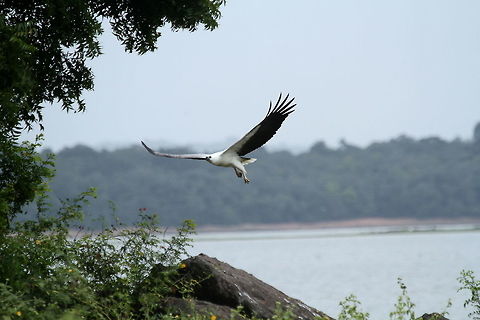White Bellied Sea Eagle, Minneriya, Sri Lanka  Aves,Birds,Eagle,Haliaeetus leucogaster,White-bellied Sea Eagle,animal,animals,bird
