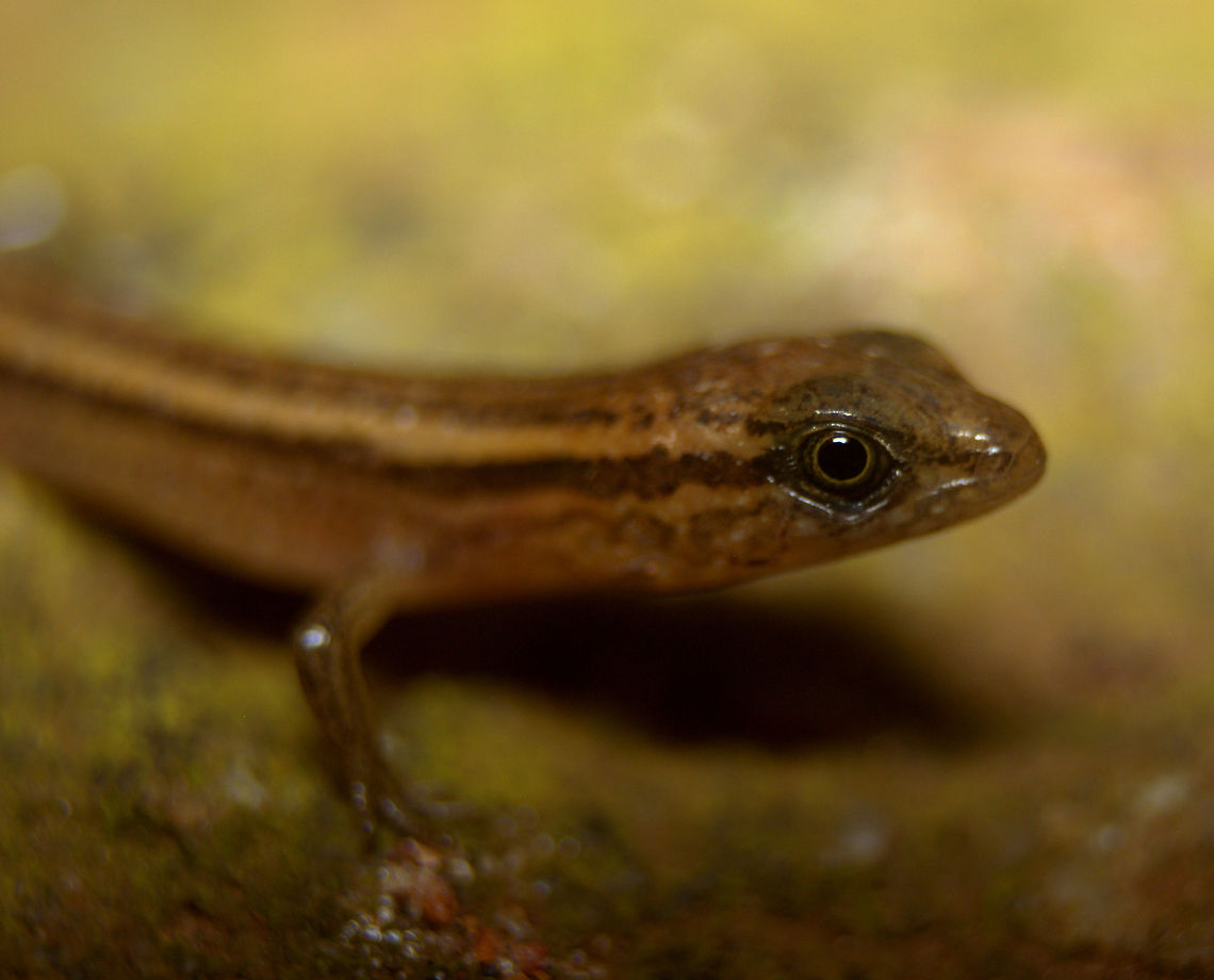 Common Supple Skink, Ratmalana, Sri Lanka  Common Supple Skink,Lankascincus fallax,Lizard,Lizards,Reptiles,Sri Lanka,animal,animals,reptile,skink