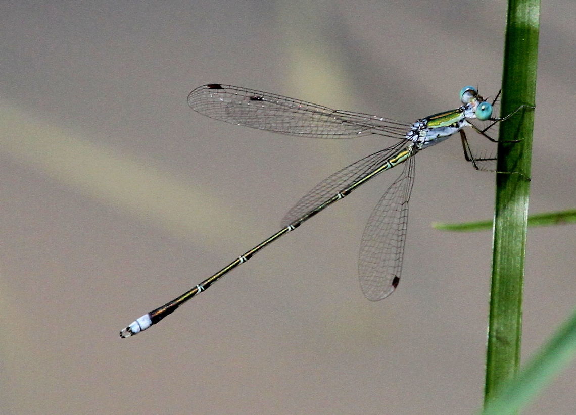 White Tipped Spreadwing, Wilpattu National Park, Sri Lanka  Damselflies,Dragonfly,Lestes elatus,Sri Lanka,animal,animals,damselfly,dragonflies,insect,lestes elatus,white tipped spreadwing