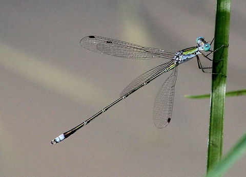 White Tipped Spreadwing, Wilpattu National Park, Sri Lanka  Damselflies,Dragonfly,Lestes elatus,Sri Lanka,animal,animals,damselfly,dragonflies,insect,lestes elatus,white tipped spreadwing