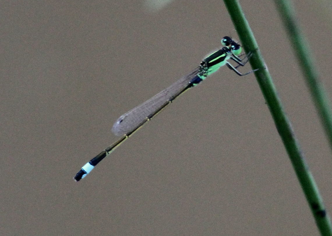 Common Bluetail, Wilpattu, Sri Lanka  Common bluetail,Dragonfly,Insects,Ischnura senegalensis,Sri Lanka,animal,animals,damselfly,dragonflies,insect