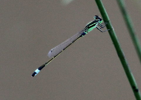 Common Bluetail, Wilpattu, Sri Lanka  Common bluetail,Dragonfly,Insects,Ischnura senegalensis,Sri Lanka,animal,animals,damselfly,dragonflies,insect