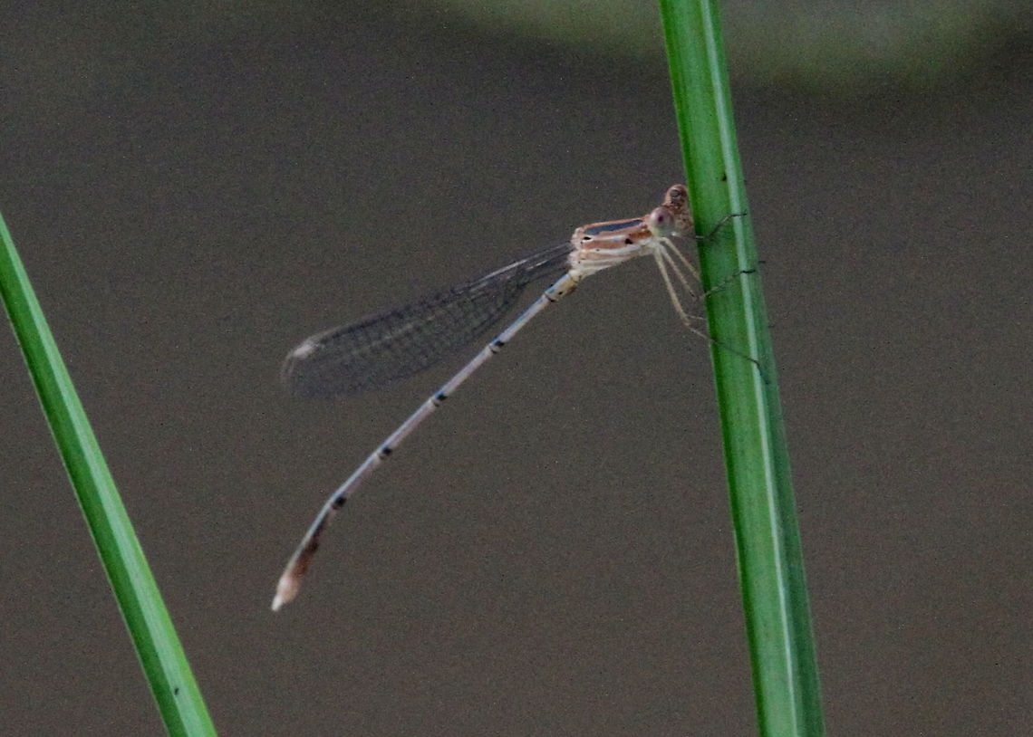 Unknown Damselfly, Wilpattu, Sri Lanka Unknown damselfly, unable to identify. Dragonfly,Insects,animal,animals,damselflies,damselfly,dragonflies,insect